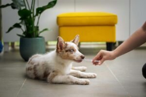 Bondi Vet Clinic