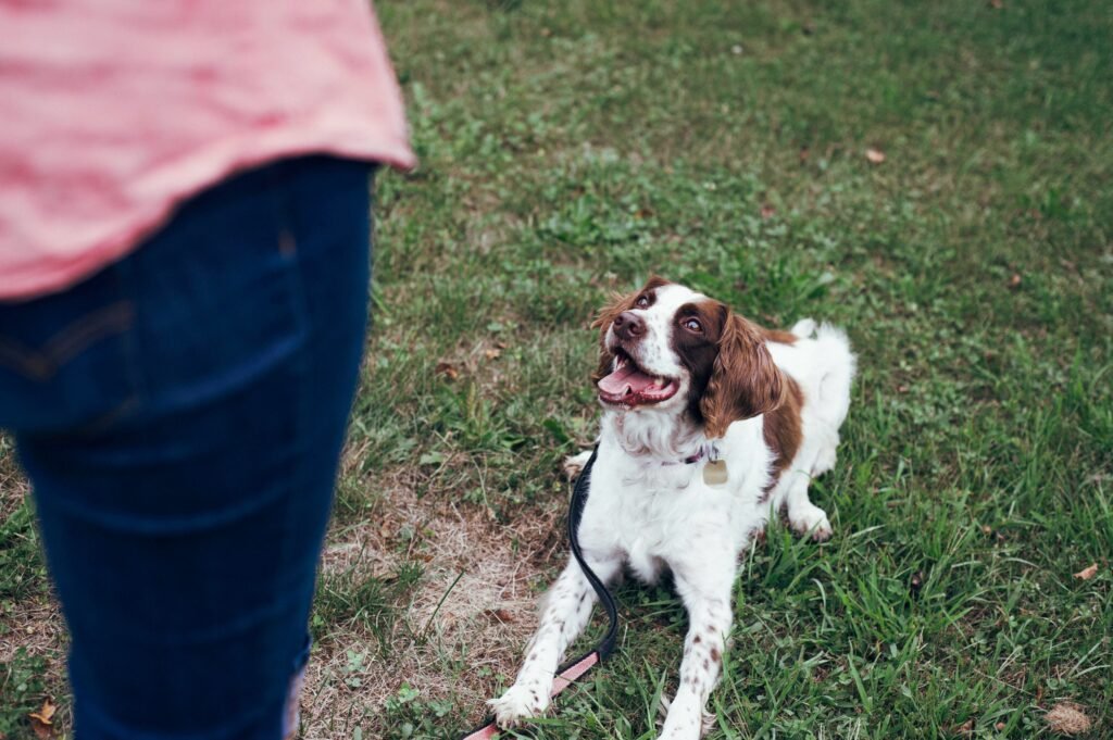 K9 Academy Dog Training